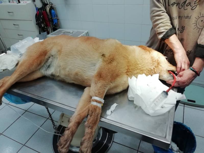 Καταγγελία για την ταφή αδέσποτου σκύλου