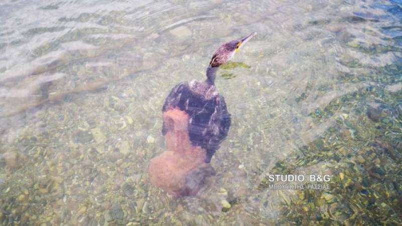 Ναύπλιο: Μεγάλο χταπόδι άρπαξε κορμοράνο (Βίντεο)