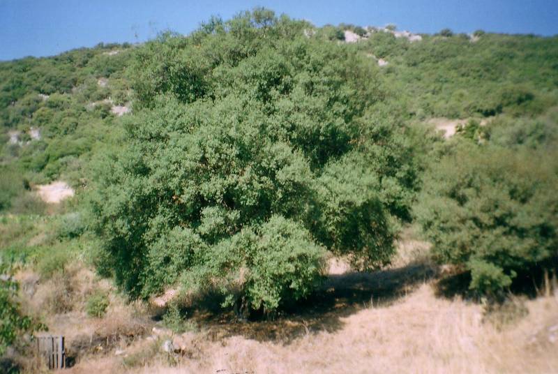 Δήμος Τριφυλίας: Συμμετοχή στο Δίκτυο Αιωνόβιων Δένδρων Ελληνικής Επανάστασης