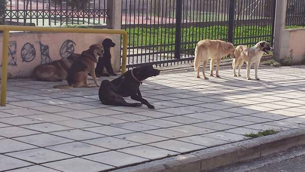 Αδέσποτα σκυλιά "αλωνίζουν" στην Κυπαρισσία