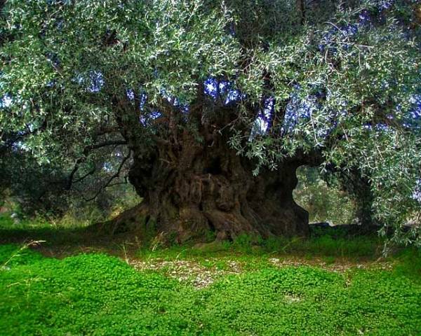 Ημερίδα καταγραφής υπεραιωνόβιων ελιών από το ΚΠΕ Καλαμάτας