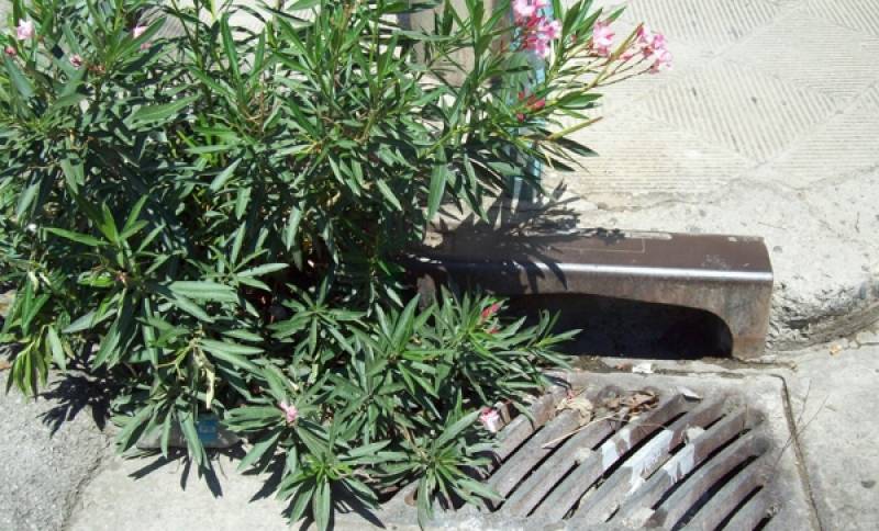 Η προειδοποίηση της δάφνης