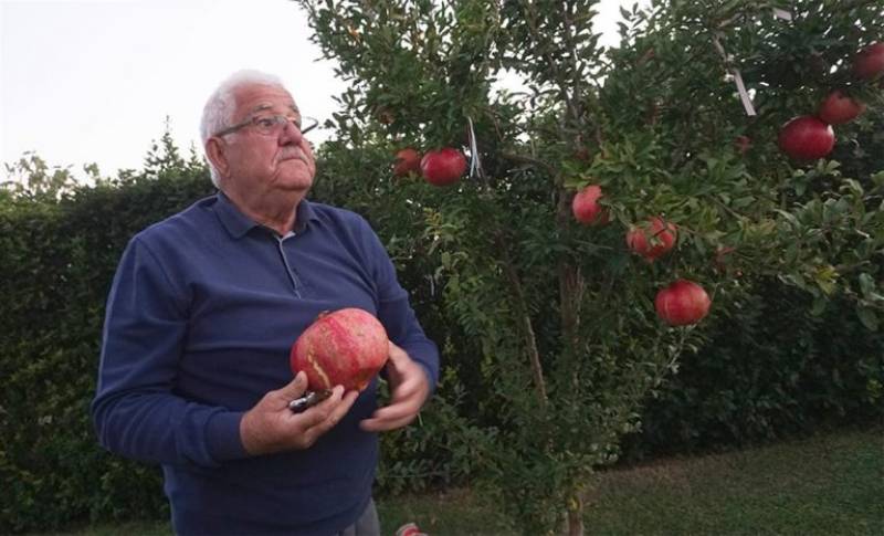 Λάρισα: Ροδιά δίνει καρπούς γίγας – Φτάνουν μέχρι τα 2,5 κιλά