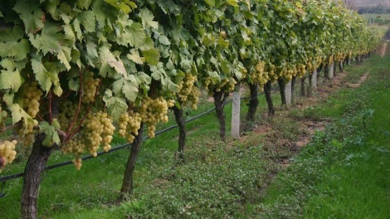 Τα αμπέλια του λιγνίτη: Ενα παλιό ορυχείο στο Αμύνταιο μετατρέπεται σε αμπελώνα 1000 στρ.