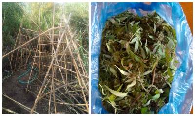 “Ορφανά” χασισόδεντρα σε αγροτική περιοχή στη Μικρομάνη