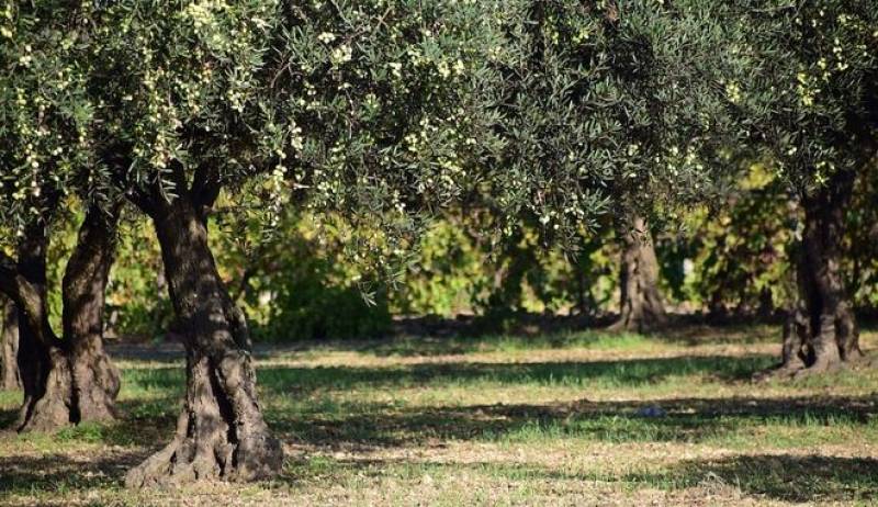 Σημαντική επίπτωση στην τοπική οικονομία της Μεσσηνίας: Καύσωνας και ξηρασία κατά ελαιοπαραγωγής