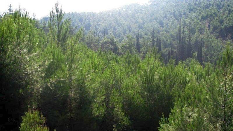 Κονδύλια ύψους 750 εκατ. ευρώ για την προστασία του δασικού πλούτου της χώρας