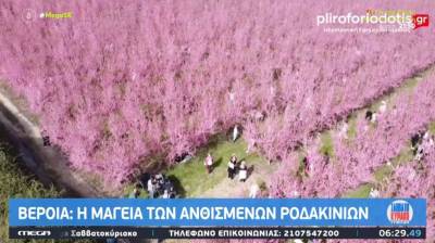 Η μαγεία των ανθισμένων ροδακινιών στην Βέροια (Βίντεο)