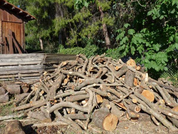 Λαθροϋλοτομία στο Χατζή