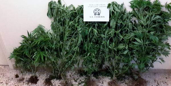 Σύλληψη για 12 χασισόδενδρα στην Ανατολική Μάνη