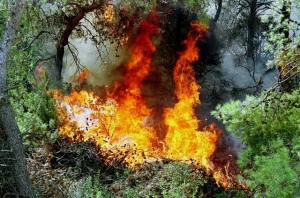 Εσβησε η φωτιά στο φαράγγι της Νέδουσας