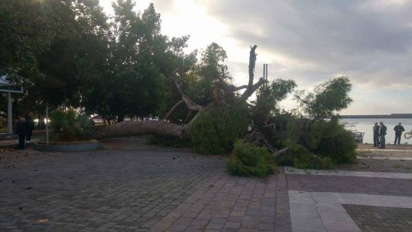 Μεγάλο πεύκο έπεσε στο λιμάνι της Καλαμάτας! (φωτογραφίες)
