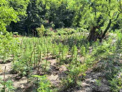 Τεράστια χασισοφυτεία με 1.828 δενδρύλλια στη Λακωνία!