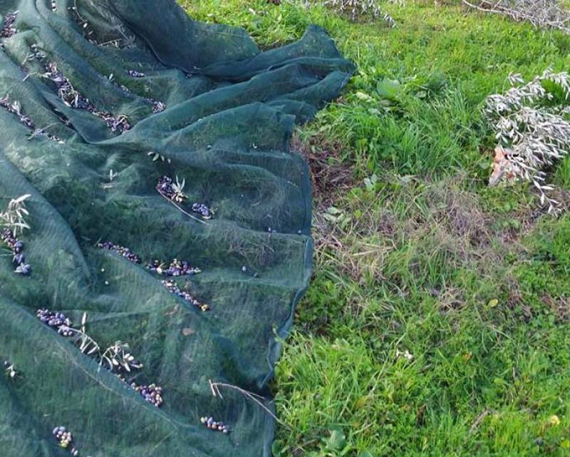 Επί Τάπητος: Του λαδιού τα βάσανα και των παραγωγών η αγωνία...