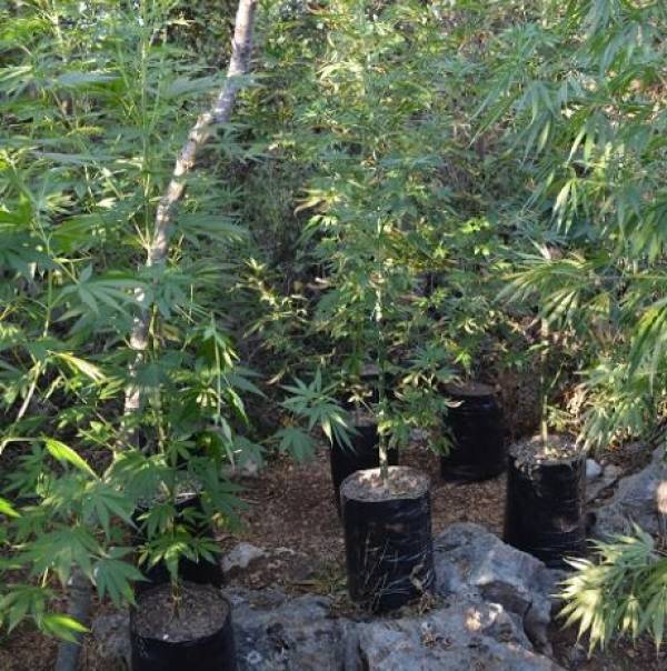 Σύλληψη 45χρονου με 19 χασισόδεντρα σε χωριό της Καλαμάτας