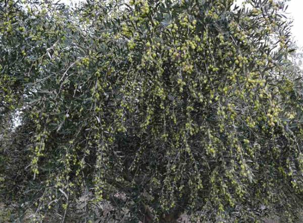 Οι όροι του διαγωνισμού για τη δακοκτονία