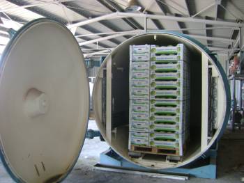 500 στρέμματα άισμπεργκ στην Τριφυλία