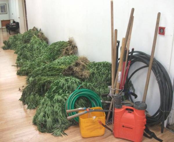 Σύλληψη Αλβανού στην Καλαμάτα για 1.291 χασισόδεντρα στην Κορινθία