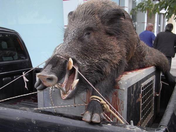 Αγριογούρουνο 200 κιλών!