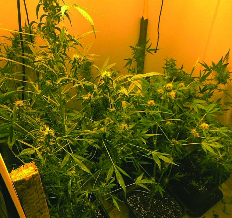 Μεσσηνία: Ο κλέφτης "κάρφωσε" το χασισοκαλλιεργητή αφού πρώτα... κορφολόγησε τα δέντρα