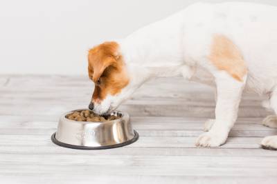 Διατροφή μικρόσωμων σκύλων: 7 πρακτικά tips για να την κάνετε σωστά!