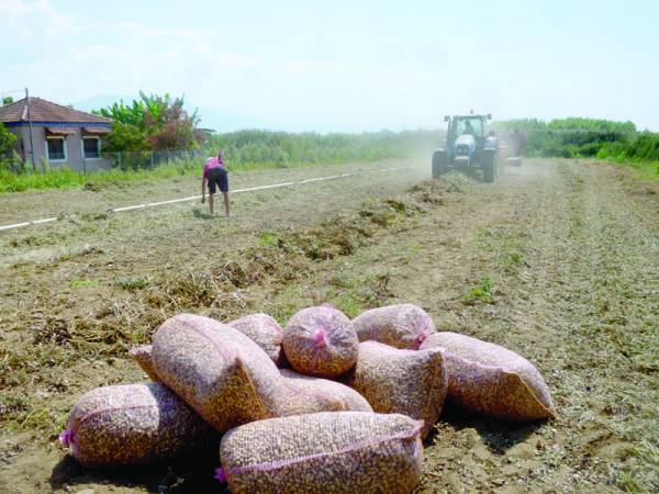 Πρώιμα φιστίκια με 90 λεπτά στο Μαυρομάτι Παμίσου