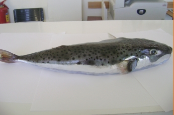 Δηλητηριώδης λαγοκέφαλος βάρους 2,3 κιλών στον Αγρίλη