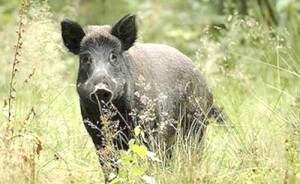 Βροχή και αγριογούρουνα κατέστρεψαν τη σταφίδα