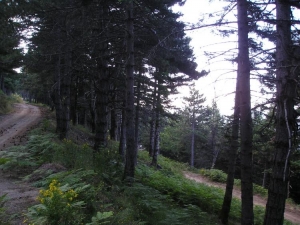 Απαγόρευση κυκλοφορίας στον Ταΰγετο από το φόβο πυρκαγιάς