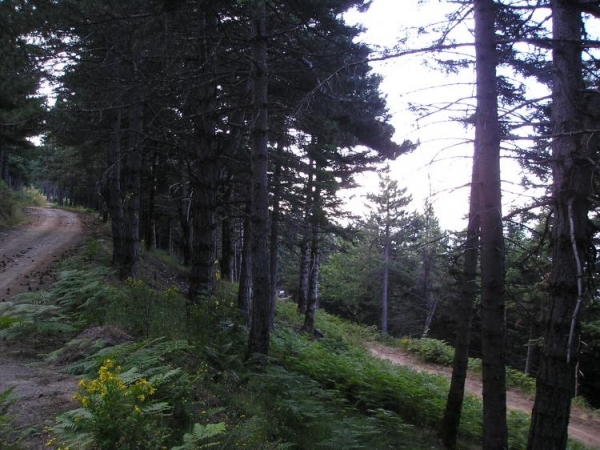 Απαγόρευση κυκλοφορίας στον Ταΰγετο από το φόβο πυρκαγιάς