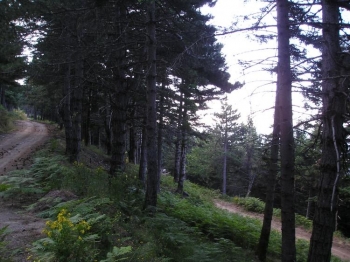 Απαγόρευση κυκλοφορίας στον Ταΰγετο από το φόβο πυρκαγιάς