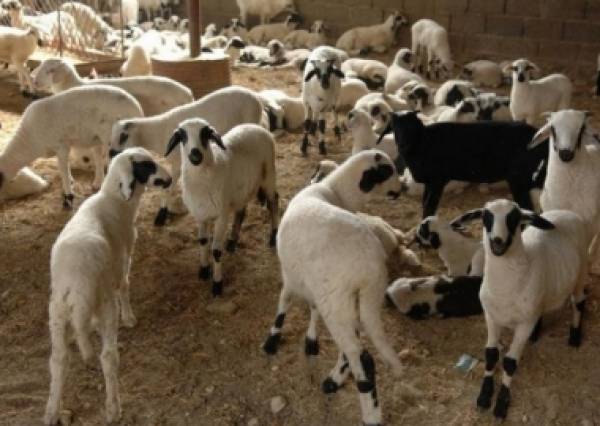 Ερώτηση του ΚΚΕ για τον καταρροϊκό πυρετό στην Πελοπόννησο