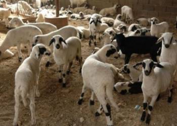 Ερώτηση του ΚΚΕ για τον καταρροϊκό πυρετό στην Πελοπόννησο