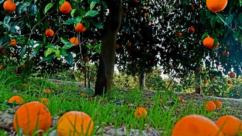 Ναύπλιο: Τρεις γυναίκες είχαν ρημάξει τις πορτοκαλιές - Είχαν κλέψει πάνω από 12 τόνους