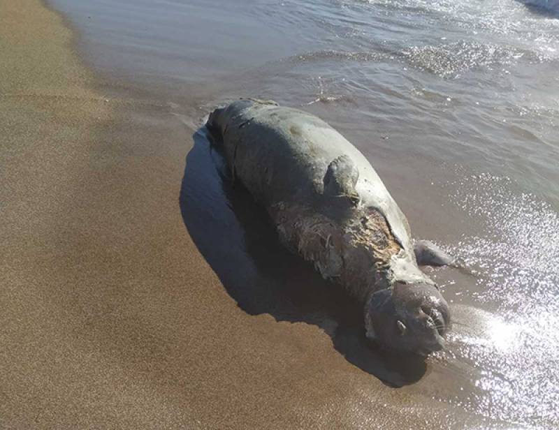 Νεκρή φώκια στο Καλό Νερό