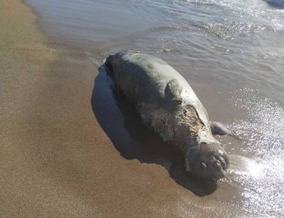 Νεκρή φώκια στο Καλό Νερό