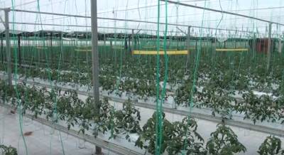 Η δυναμική των υδροπονικών καλλιεργειών στην "Εύφορη Γη" (βίντεο)