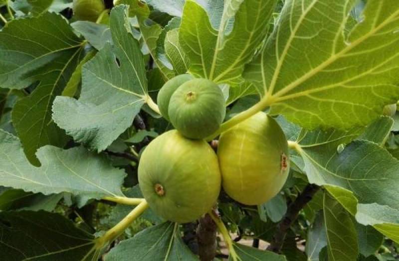 Τίποτα δεν πρόκειται να αλλάξει στη συκοκαλλιέργεια