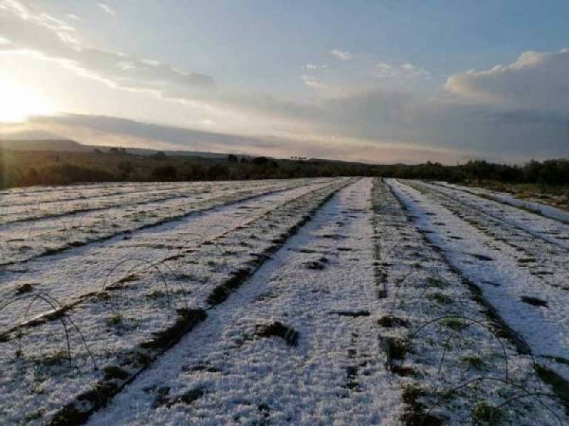 Απάντηση σε Βελόπουλο για αποζημιώσεις από χαλάζι σε Γαργαλιάνους και Μάραθο