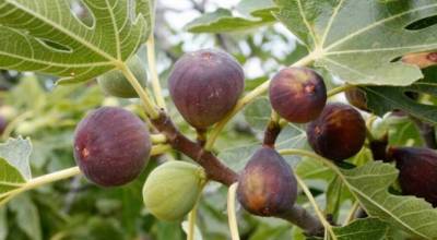 Μεγάλη ζημιά στην παραγωγή σύκων από τον καύσωνα