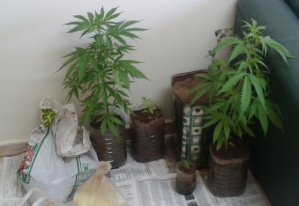 Συνελήφθη στη Νέα Κίο 41χρονος για καλλιέργεια χασίς