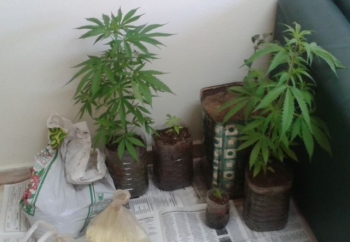 Συνελήφθη στη Νέα Κίο 41χρονος για καλλιέργεια χασίς