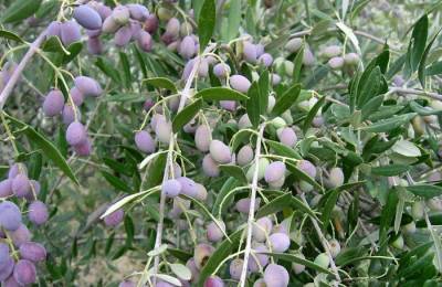 Συμμετέχουν στη δακοκτονία τα χωριά του Δήμου Μεσσήνης