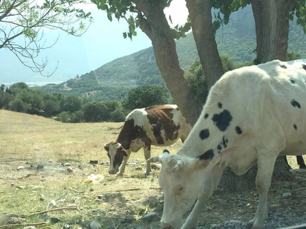Υποστελέχωση κτηνιατρικών υπηρεσιών στην Πελοπόννησο