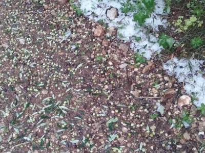 Ζημιές από χαλάζι στη Βελανιδιά