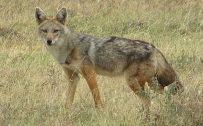 Ερώτηση Βελόπουλου για τα τσακάλια στην Τριφυλία