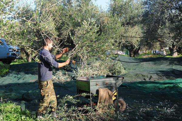 Ελπίδες για πάνω από 4 ευρώ το λάδι