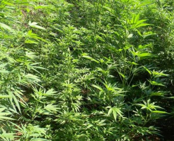 13,5 χρόνια στον “καλλιεργητή” για το χασίς στο Πετρίτσι