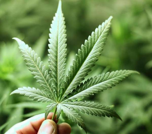 Δύο συλλήψεις για χασίς στην Τριφυλία