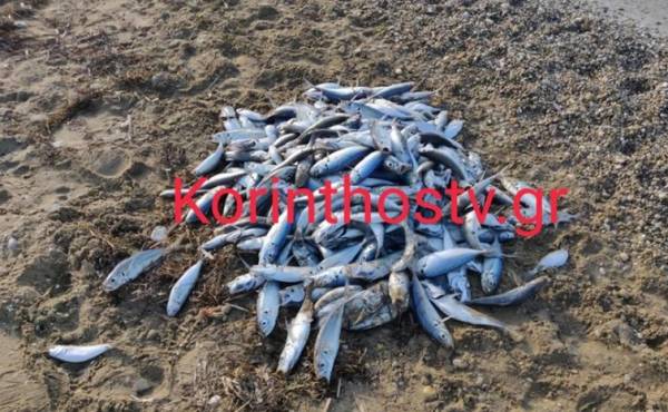 Γέμισε με νεκρά ψάρια η παραλία στον Άσσο Κορινθίας (Βίντεο)
